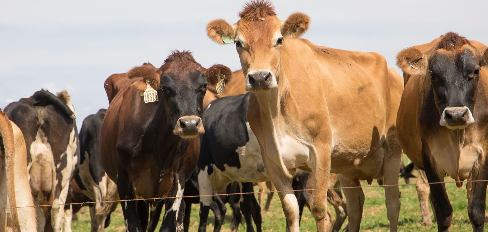 About IDF (International Dairy Federation)
